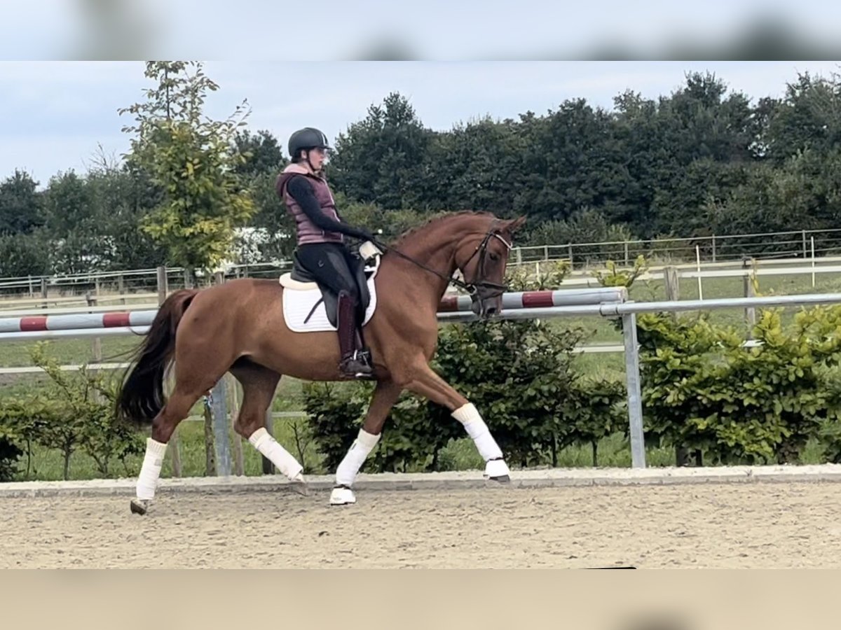 German Riding Horse Mare 6 years 16 hh Chestnut in Sassenberg