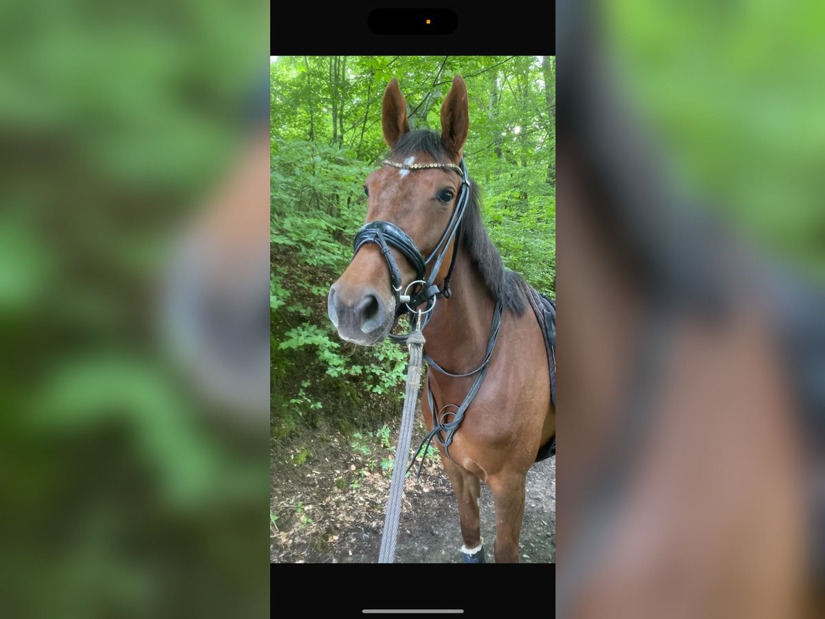 German Riding Horse Mare 6 years 16 hh Chestnut-Red in Dörentrup