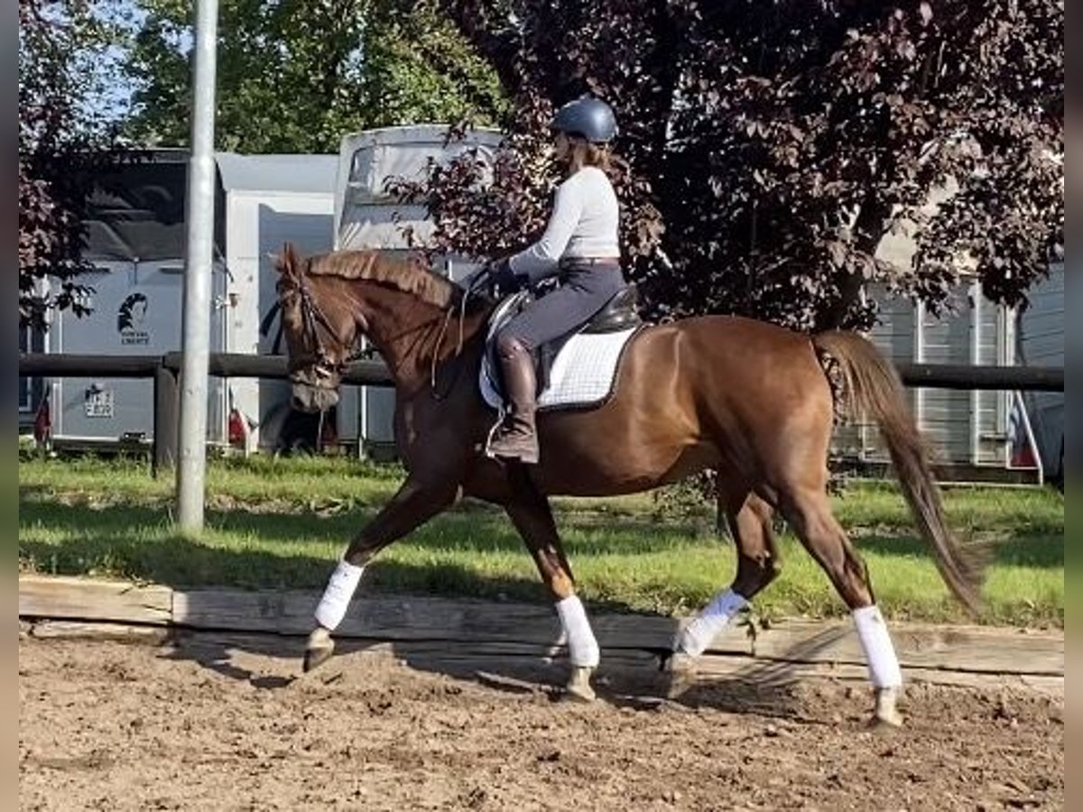 German Riding Horse Mare 6 years 16,2 hh Chestnut in Zossen
