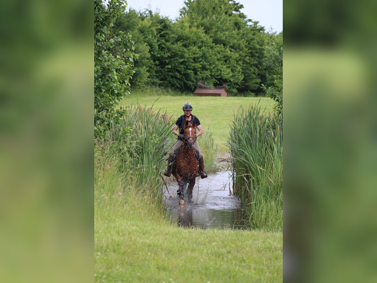 German Riding Horse Mare 7 years 15,1 hh Chestnut-Red in Kiel