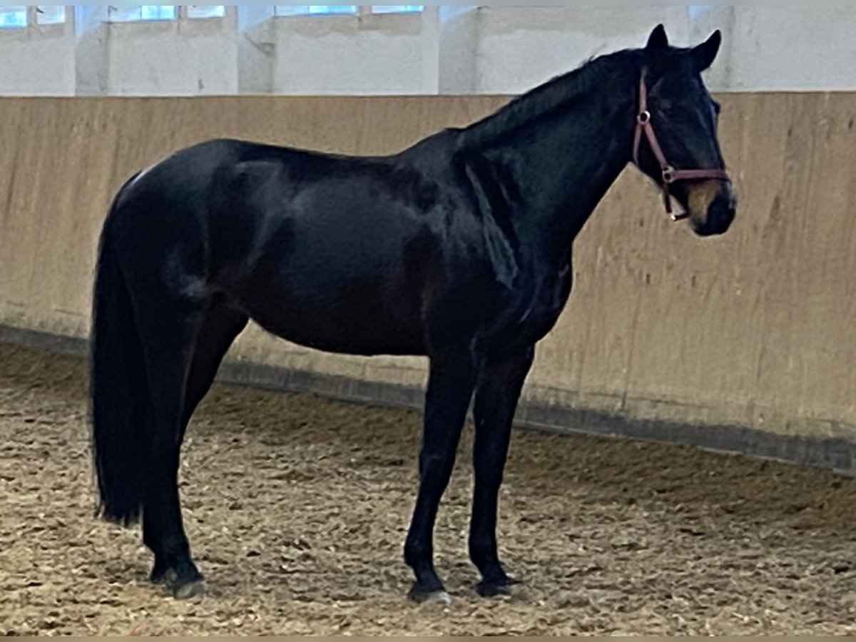 German Riding Horse Mare 7 years 16,1 hh Smoky-Black in Storkow