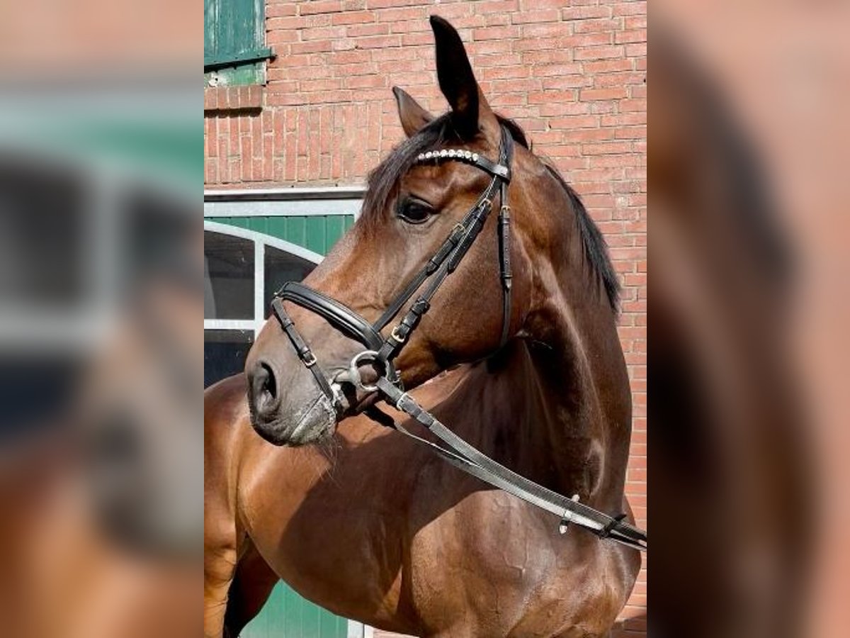 German Riding Horse Mare 7 years 16,2 hh Bay-Dark in Hamminkeln