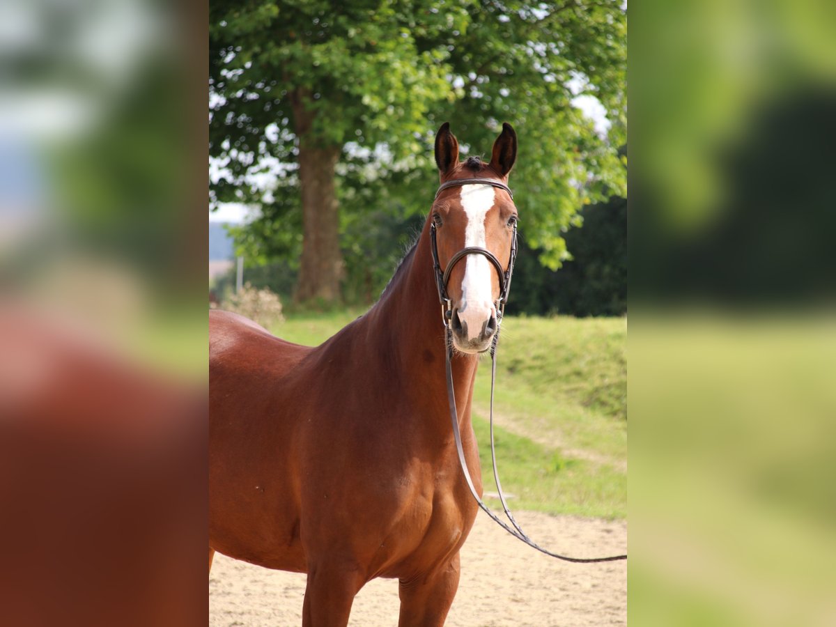 German Riding Horse Mare 7 years 16,2 hh Brown in Neuenrade