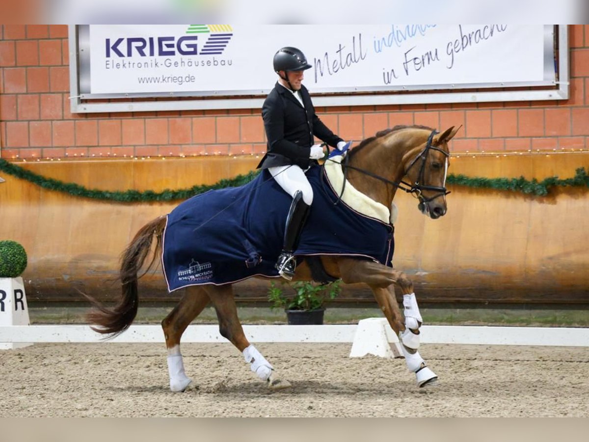 German Riding Horse Mare 7 years 16,2 hh Chestnut-Red in Wuppertal