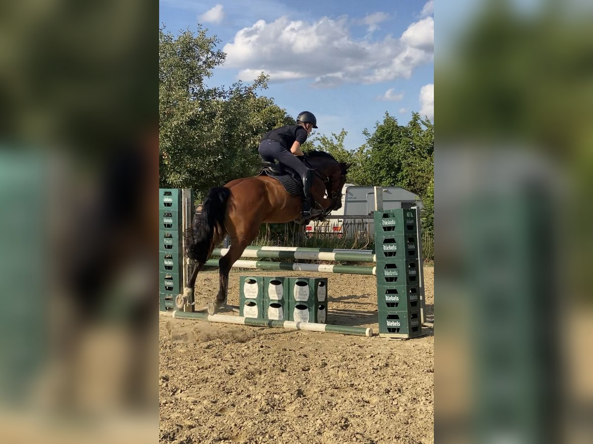 German Riding Horse Mare 7 years 16 hh Brown in Hamminkeln