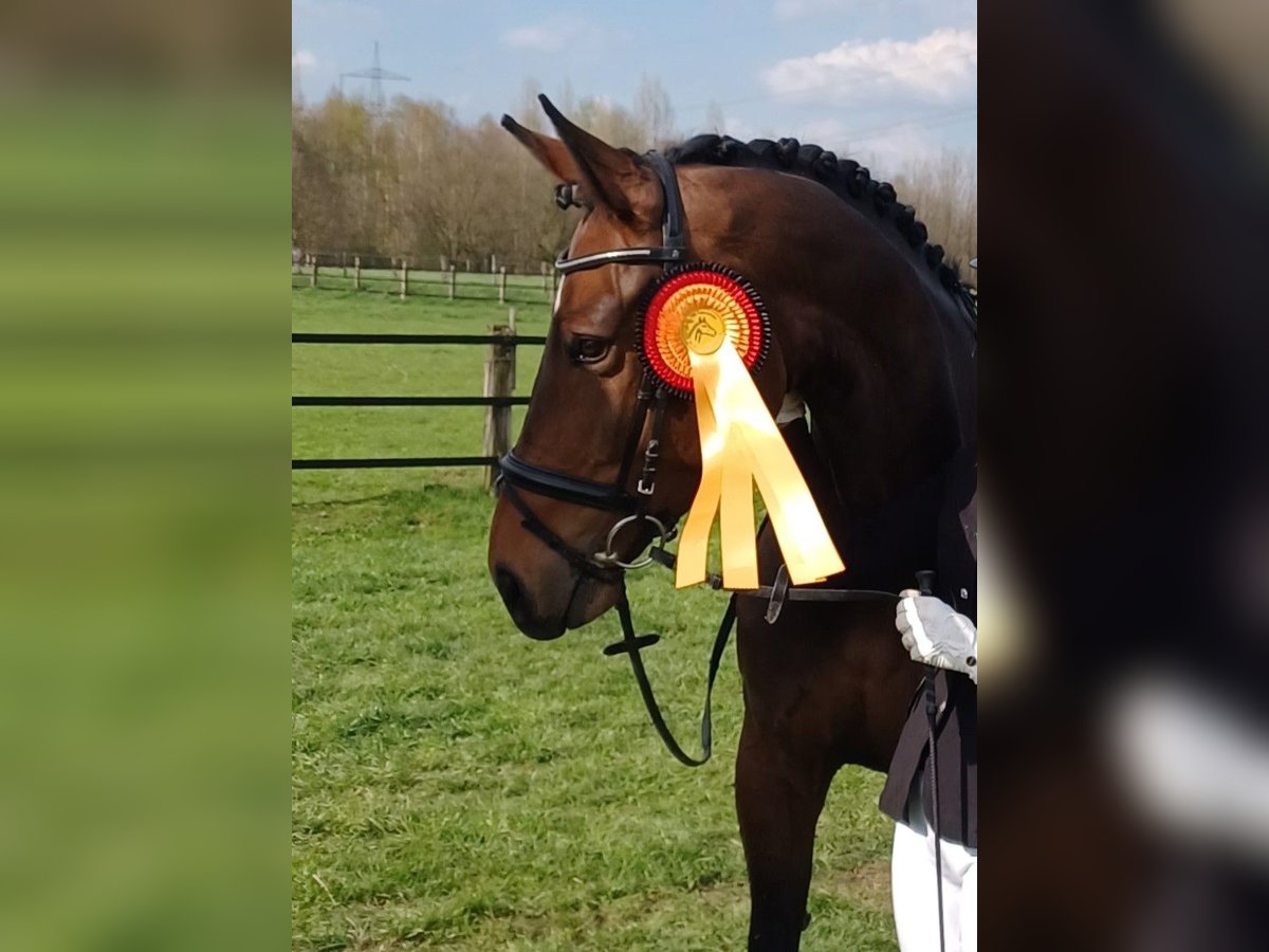 German Riding Horse Mare 7 years 16,2 hh Bay-Dark in B&#xF6;nen