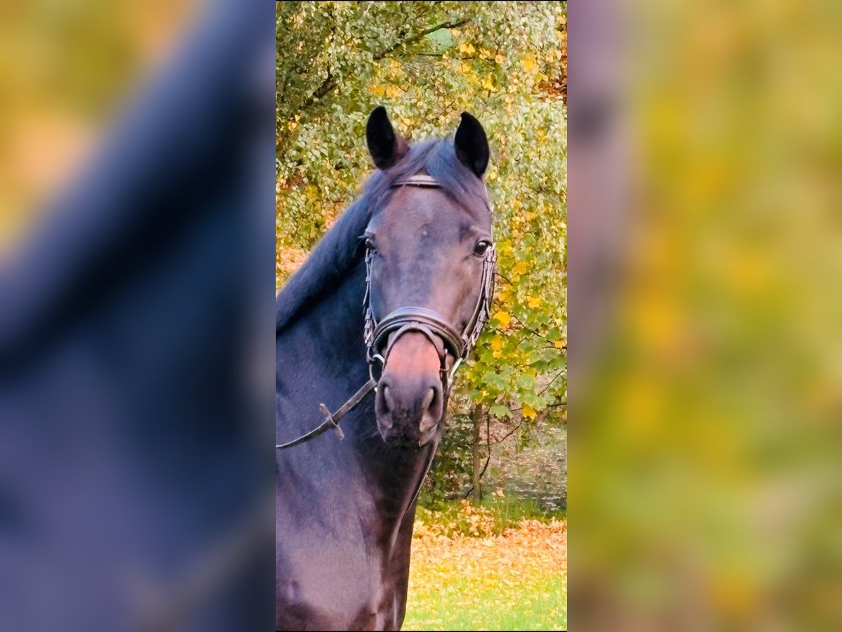 German Riding Horse Mare 7 years 16,2 hh Smoky-Black in Ratingen German Riding Horse Mare 7 years 16,2 hh Smoky-Black in Ratingen