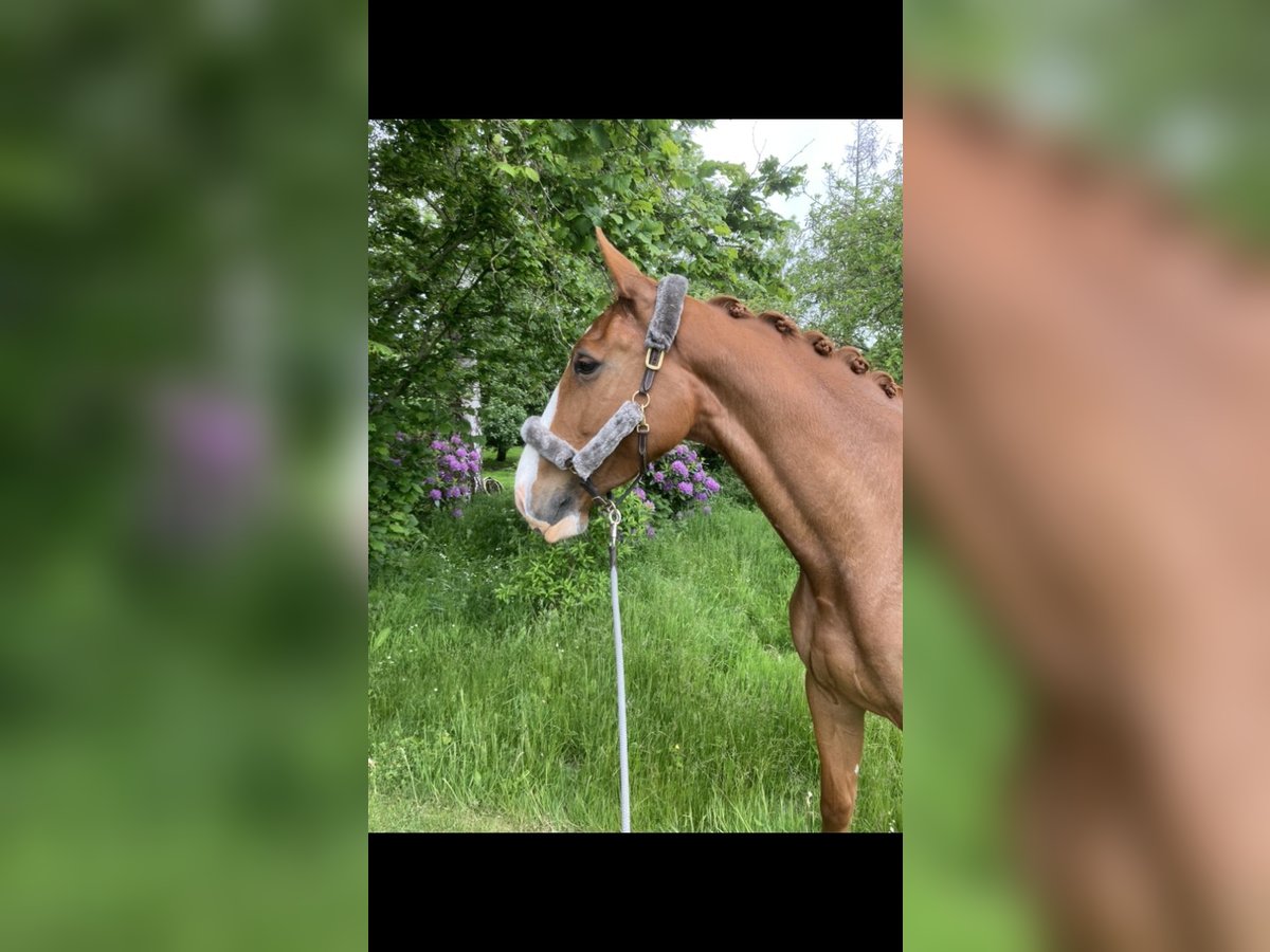 German Riding Horse Mare 7 years 17,1 hh Chestnut-Red in Wobbenbüll