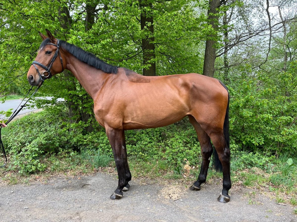 German Riding Horse Mare 7 years 17 hh Brown in Overath