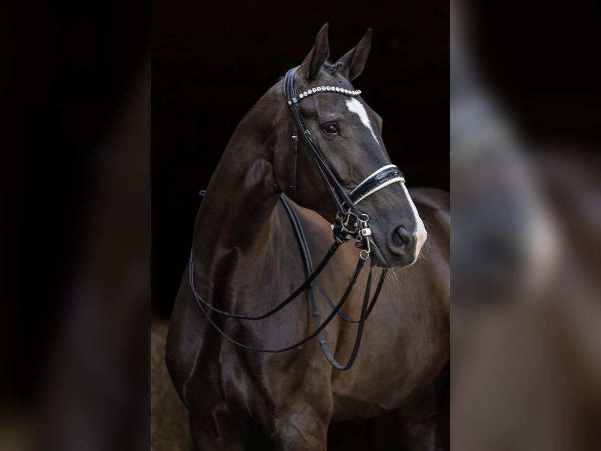German Riding Horse Mare 7 years 17,1 hh Black in S&#xFC;dlohn