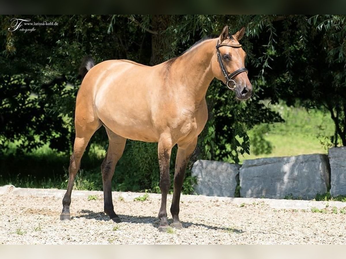 German Riding Horse Mare 8 years 15,1 hh in Puchheim