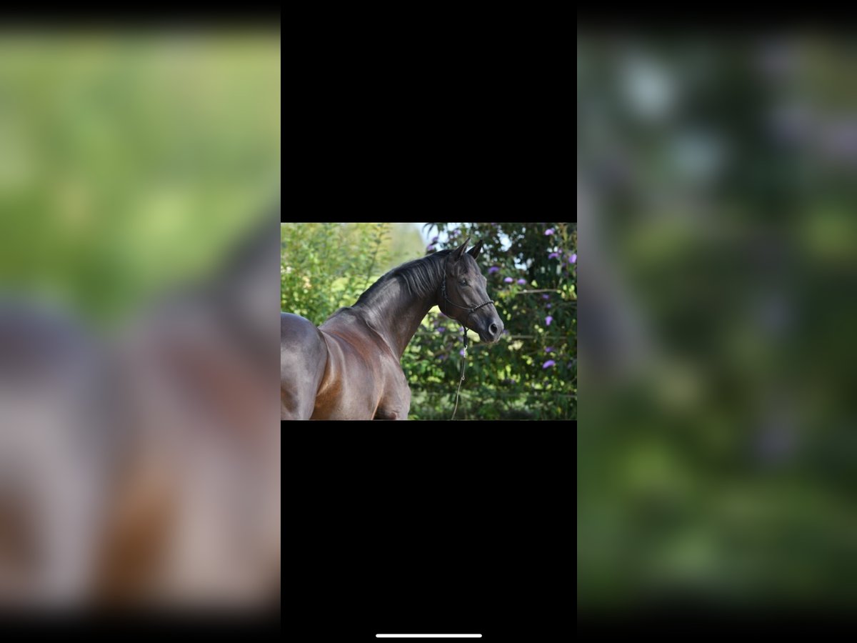 German Riding Horse Mare 8 years 16 hh Black in Seeon-Seebruck
