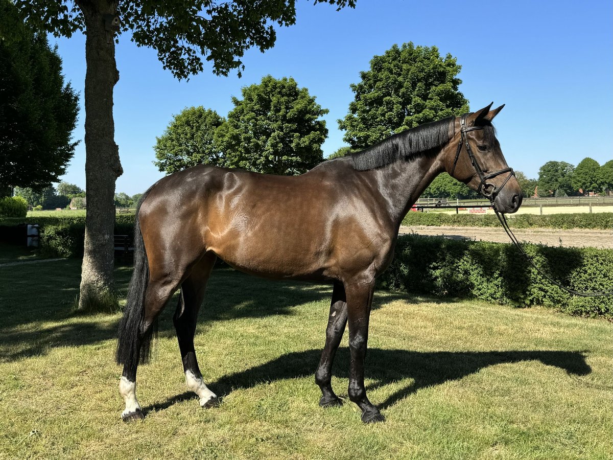 German Riding Horse Mare 8 years 16,2 hh Brown in Warendorf