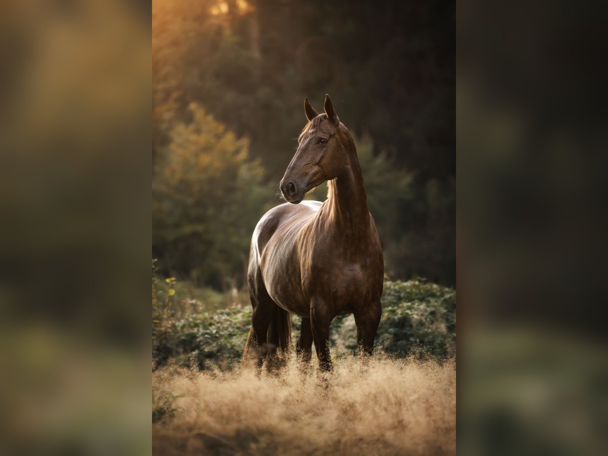 German Riding Horse Mare 8 years 17,1 hh Chestnut in St. Johann