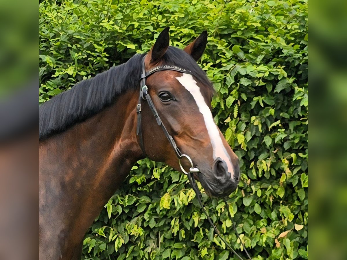 German Riding Horse Mare 9 years 16 hh Bay-Dark in &#xDC;bach-Palenberg