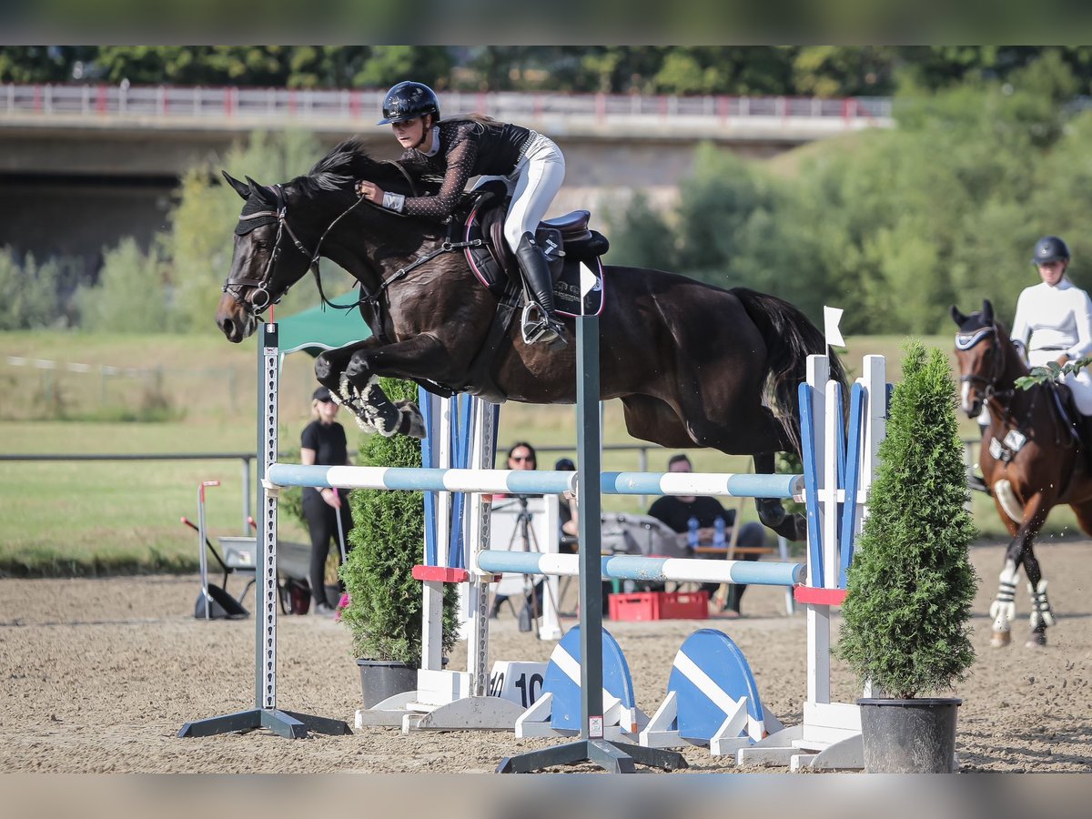 German Riding Horse Mare 9 years 16,1 hh Bay-Dark in Rauschwitz