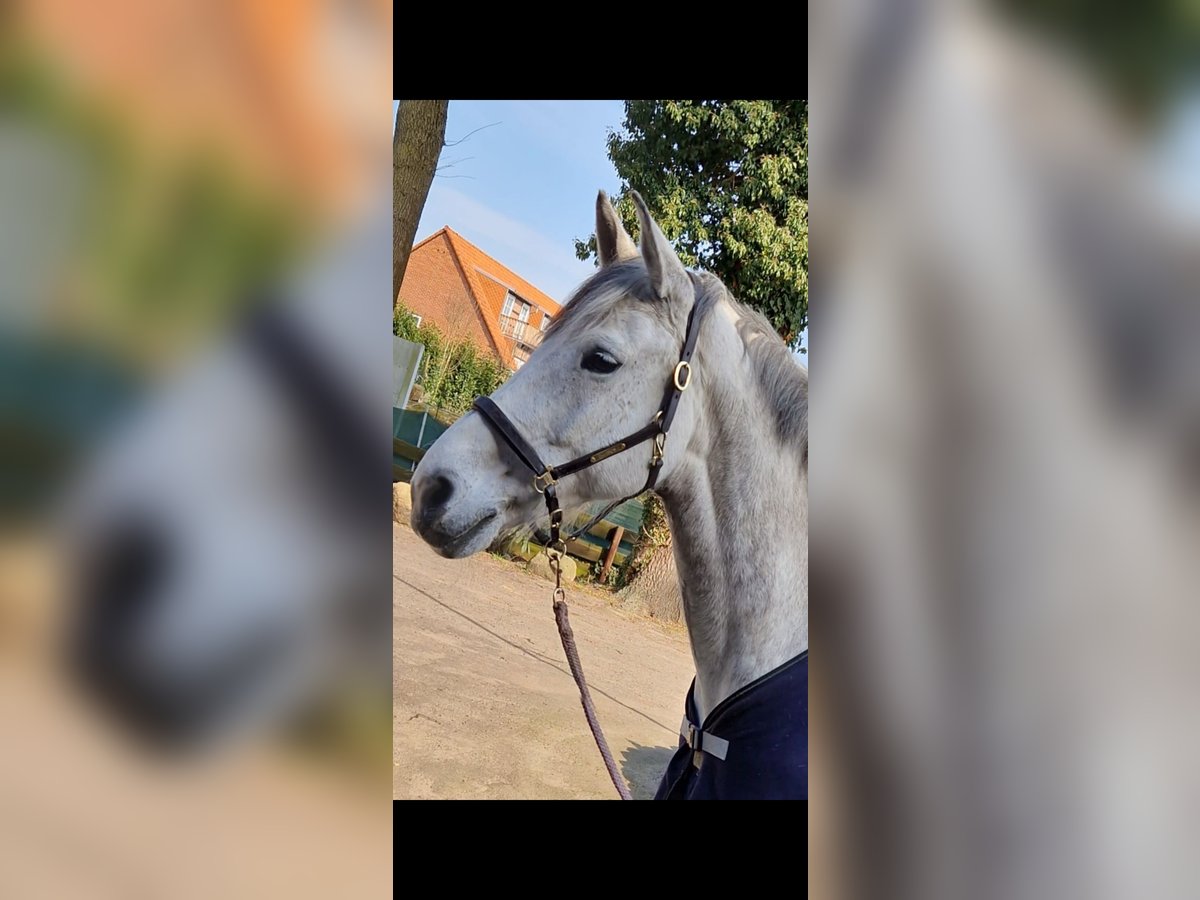 German Riding Horse Mare 9 years 16,1 hh Grey in Celle