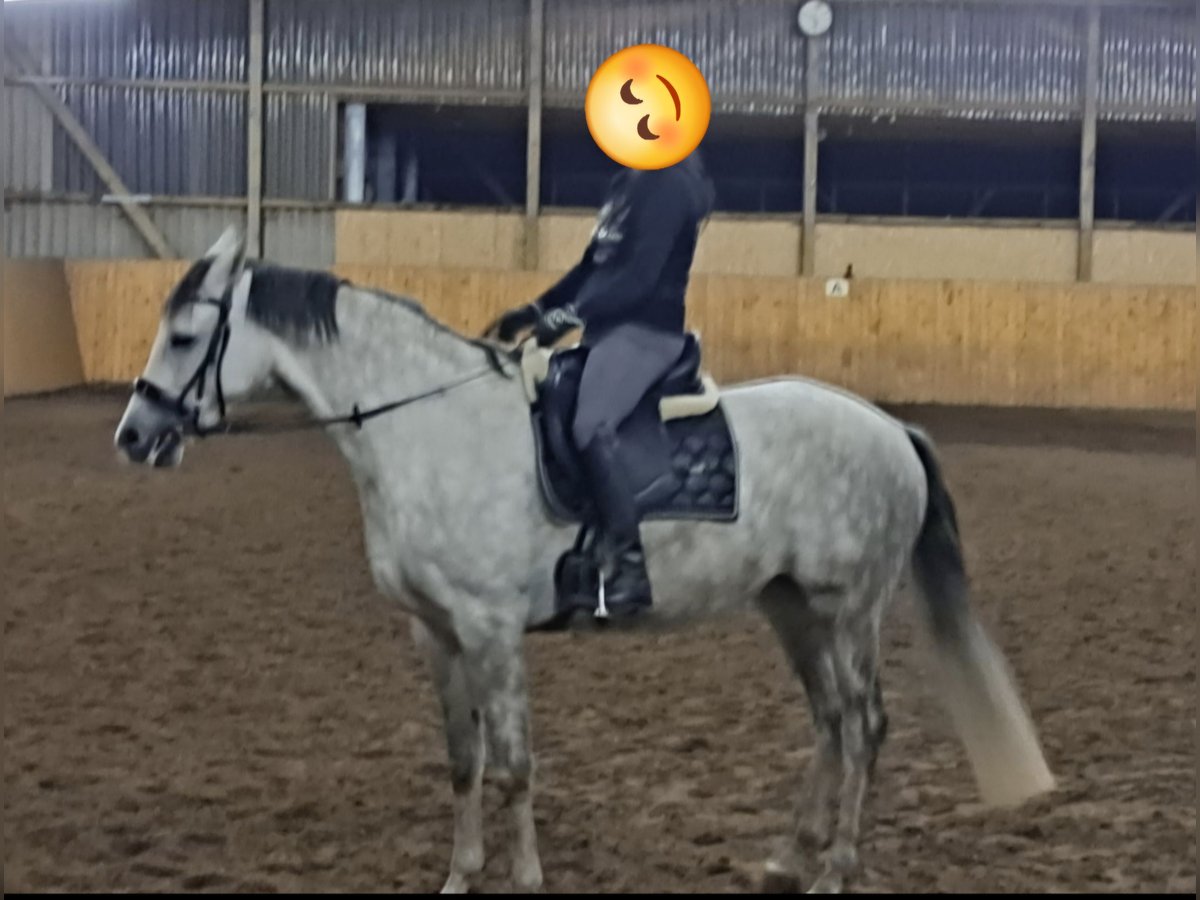 German Riding Horse Mare 9 years 16,1 hh Grey-Dapple in Isenb&#xFC;ttel