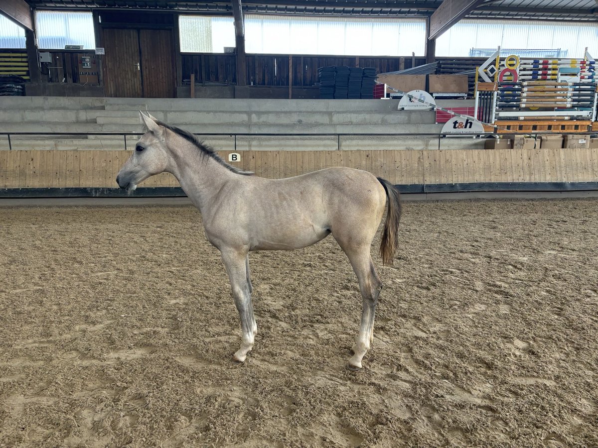 German Riding Horse Mare Foal (03/2024) 12 hh White in Filderstadt