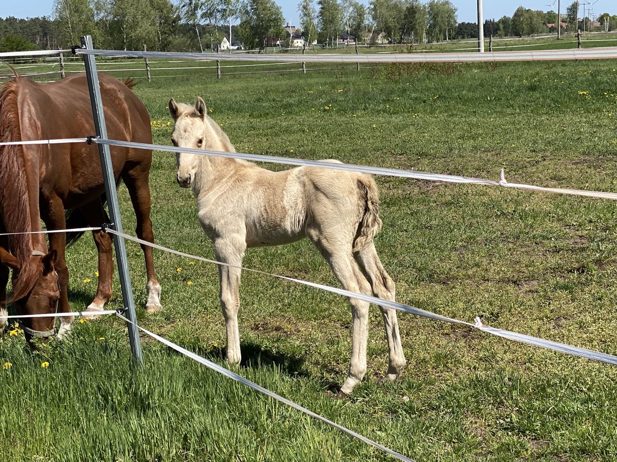 German Riding Horse Mare 15,2 hh Palomino in Buchhain German Riding Horse Mare 15,2 hh Palomino in Buchhain