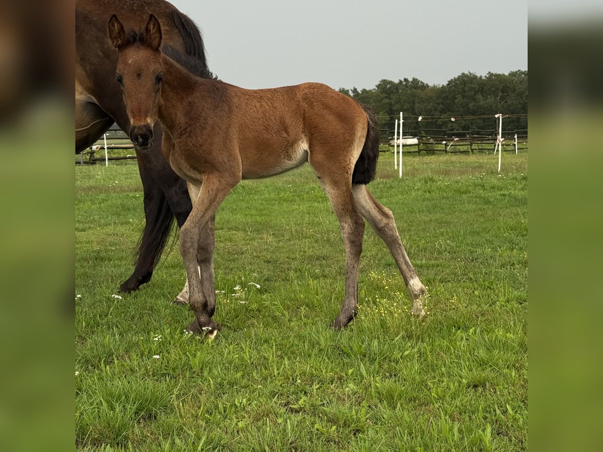 German Riding Horse Mare Foal (06/2025) 15,3 hh Brown in Br&#xF6;ckel