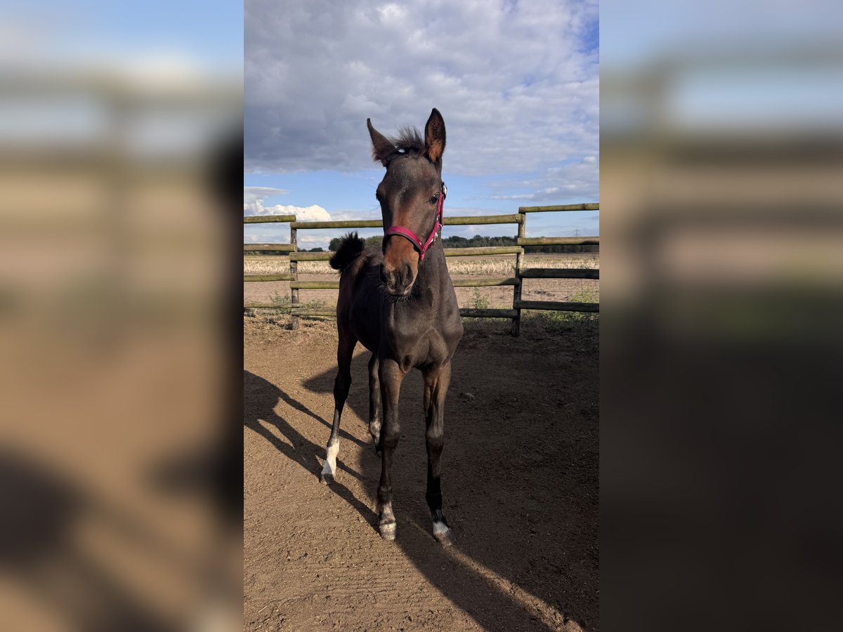 German Riding Horse Mix Mare Foal (06/2025) 16 hh Bay-Dark in Uetze