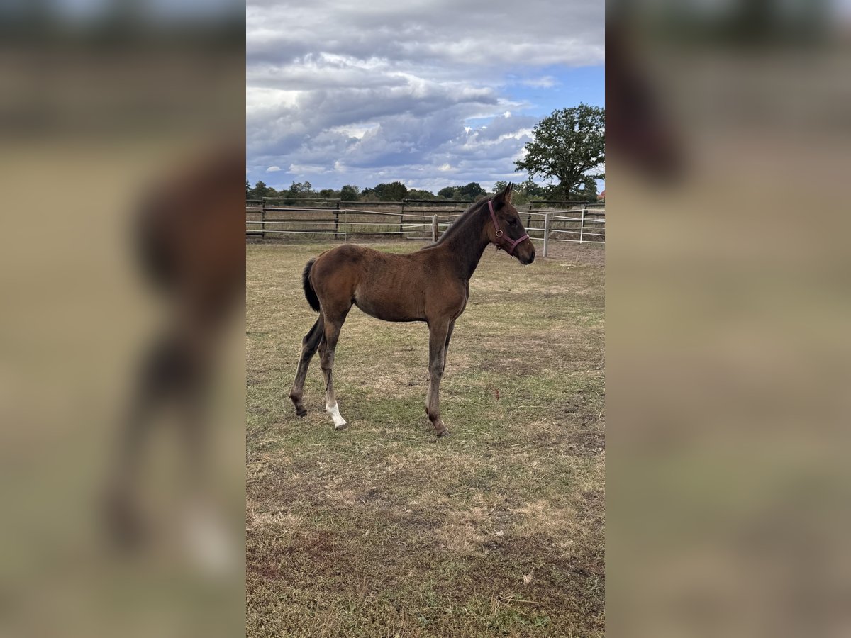 German Riding Horse Mix Mare Foal (06/2025) 16 hh Brown in Uetze