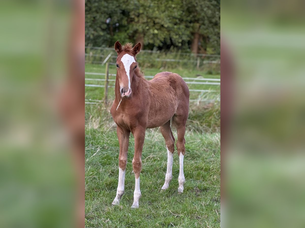 German Riding Horse Mare Foal (05/2025) 16 hh Chestnut-Red in Ihlienworth