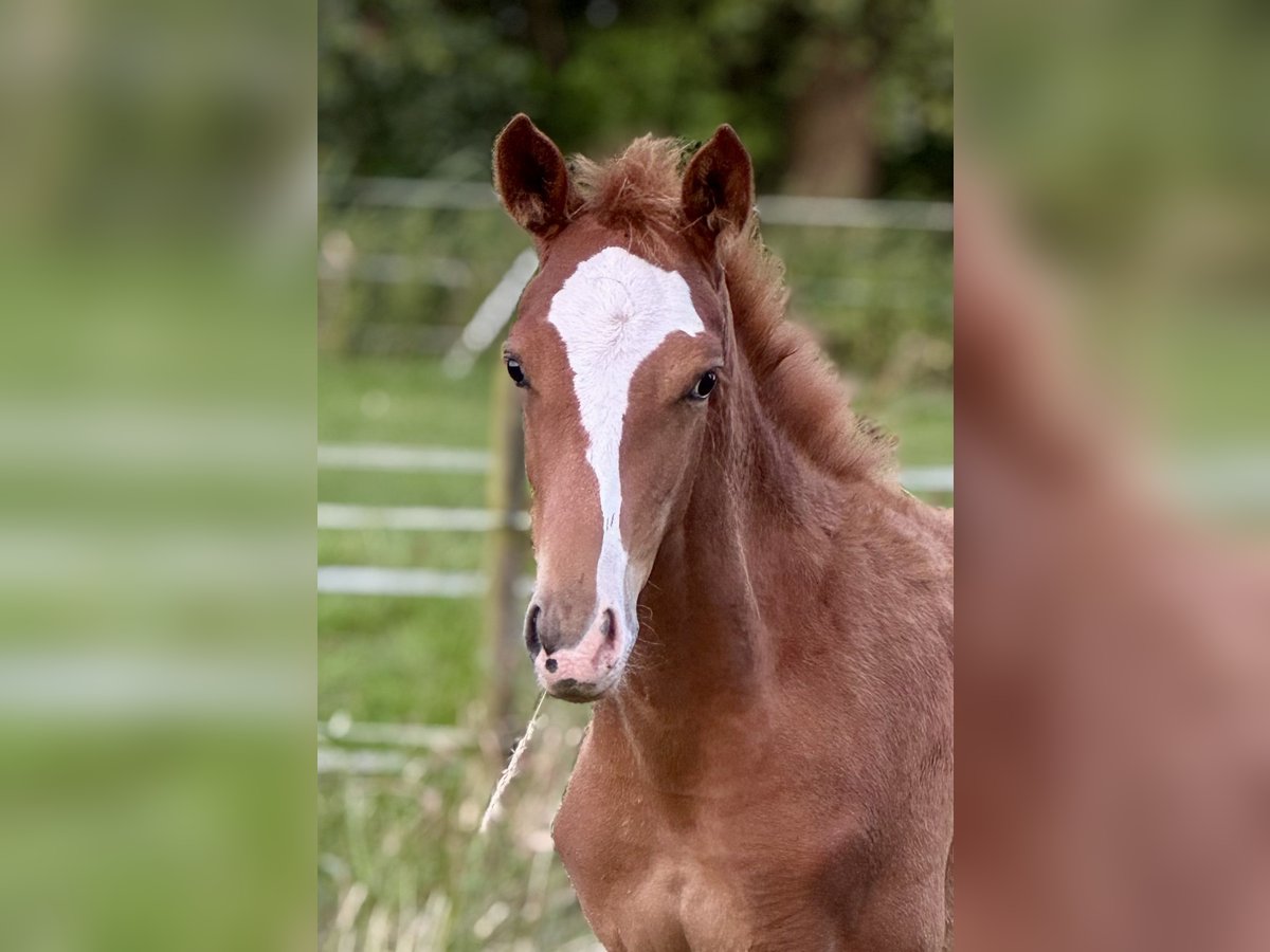 German Riding Horse Mare Foal (05/2025) 16 hh Chestnut-Red in Ihlienworth