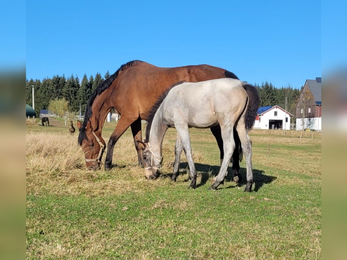 German Riding Horse Mare Foal (06/2024) 17 hh Roan-Bay in Marienberg