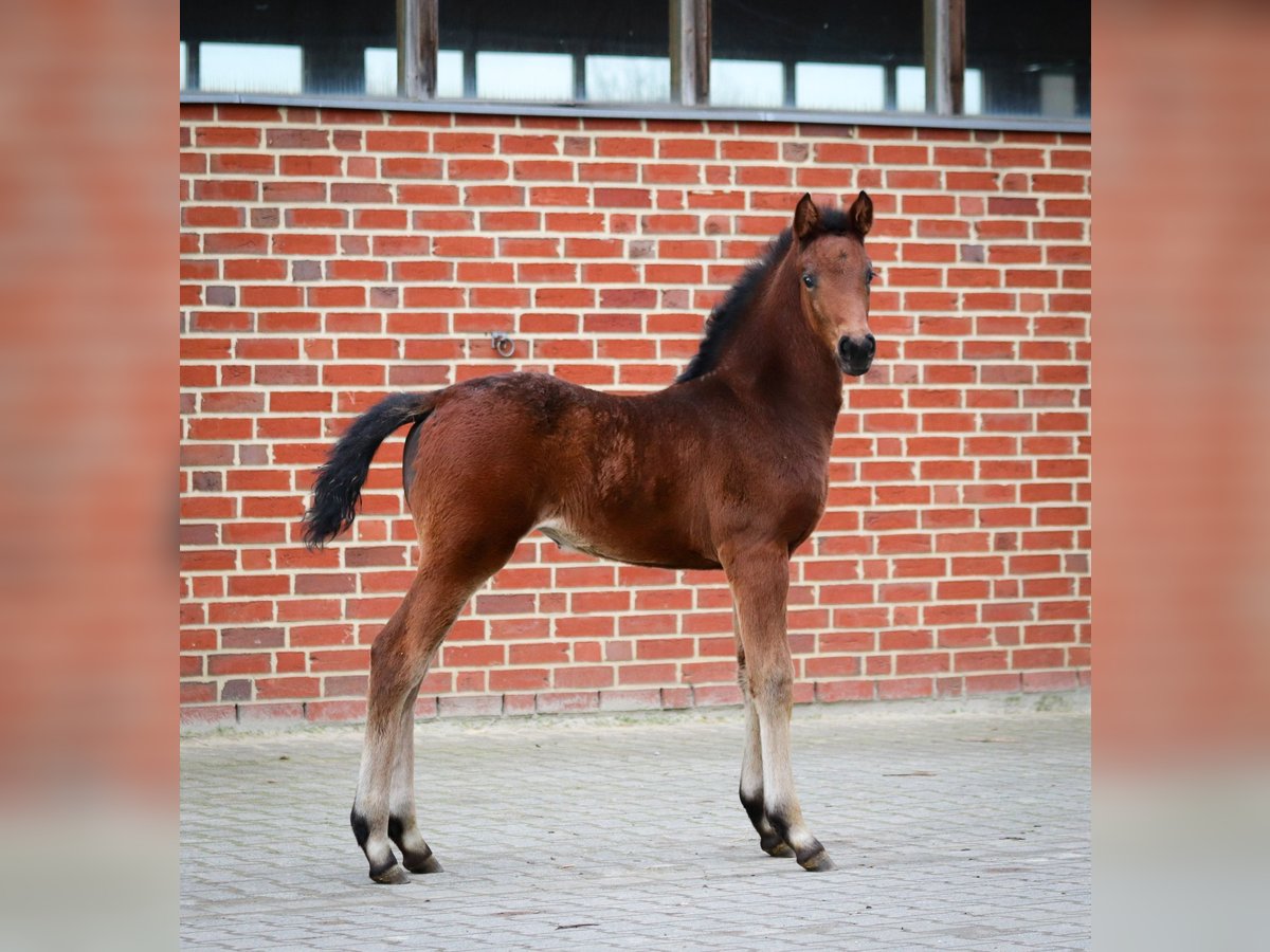 German Riding Horse Mare Foal (02/2024) Brown in Münster