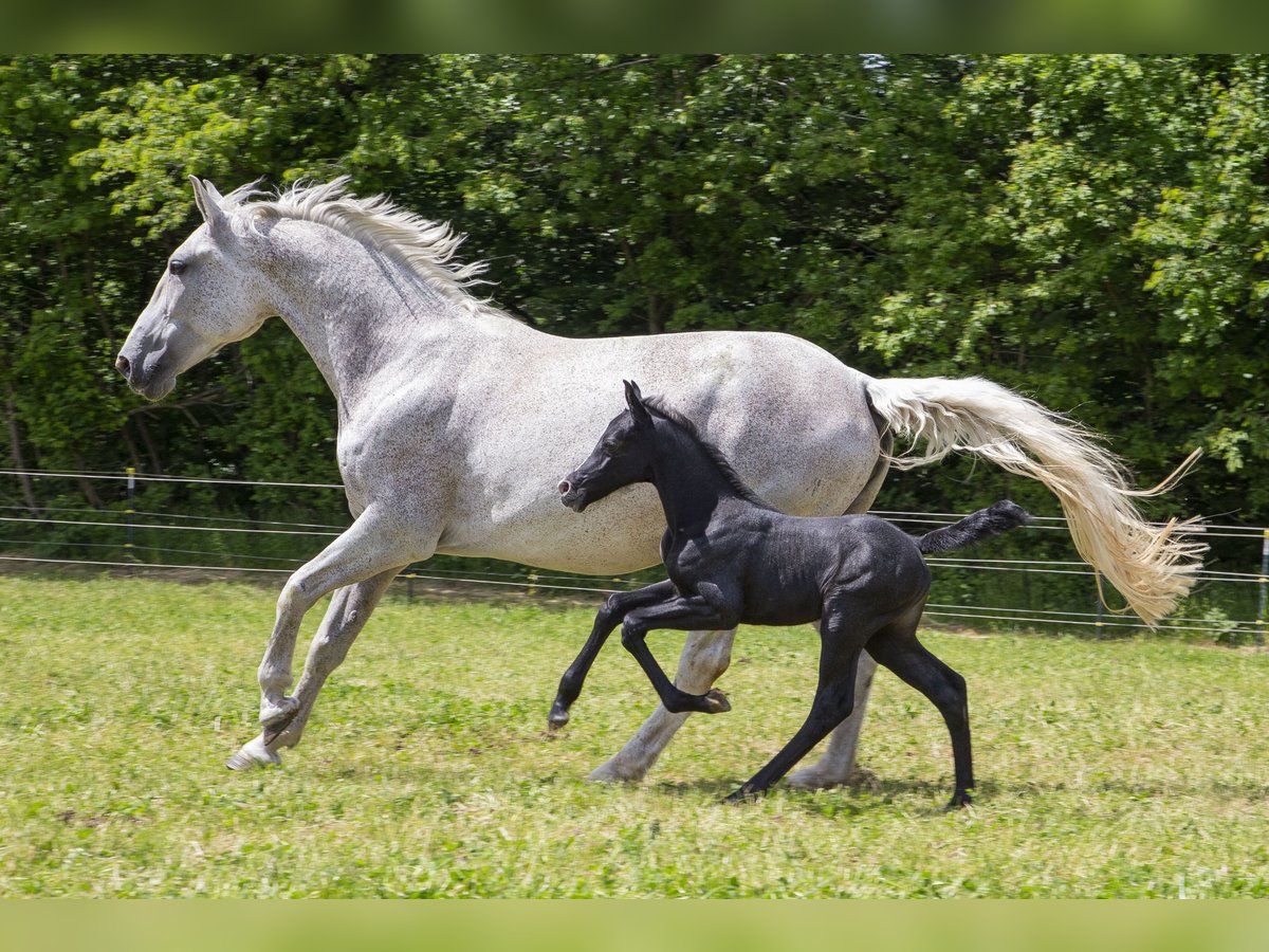 German Riding Horse Mare  Can be white in Wörth an der Donau