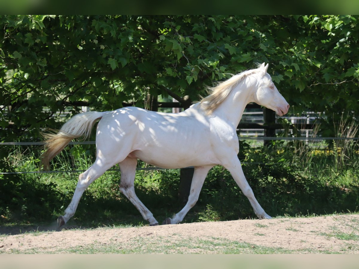 German Riding Horse Stallion 16 years 15,3 hh Cremello in Beaumont pied-de-boeuf