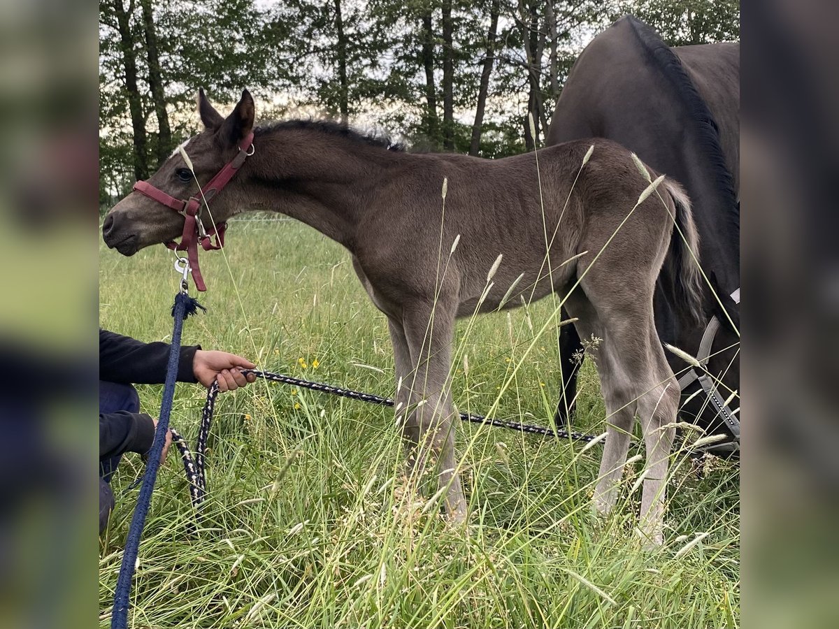 German Riding Horse Stallion 1 year 14,1 hh Black in Dannenberg (Elbe)