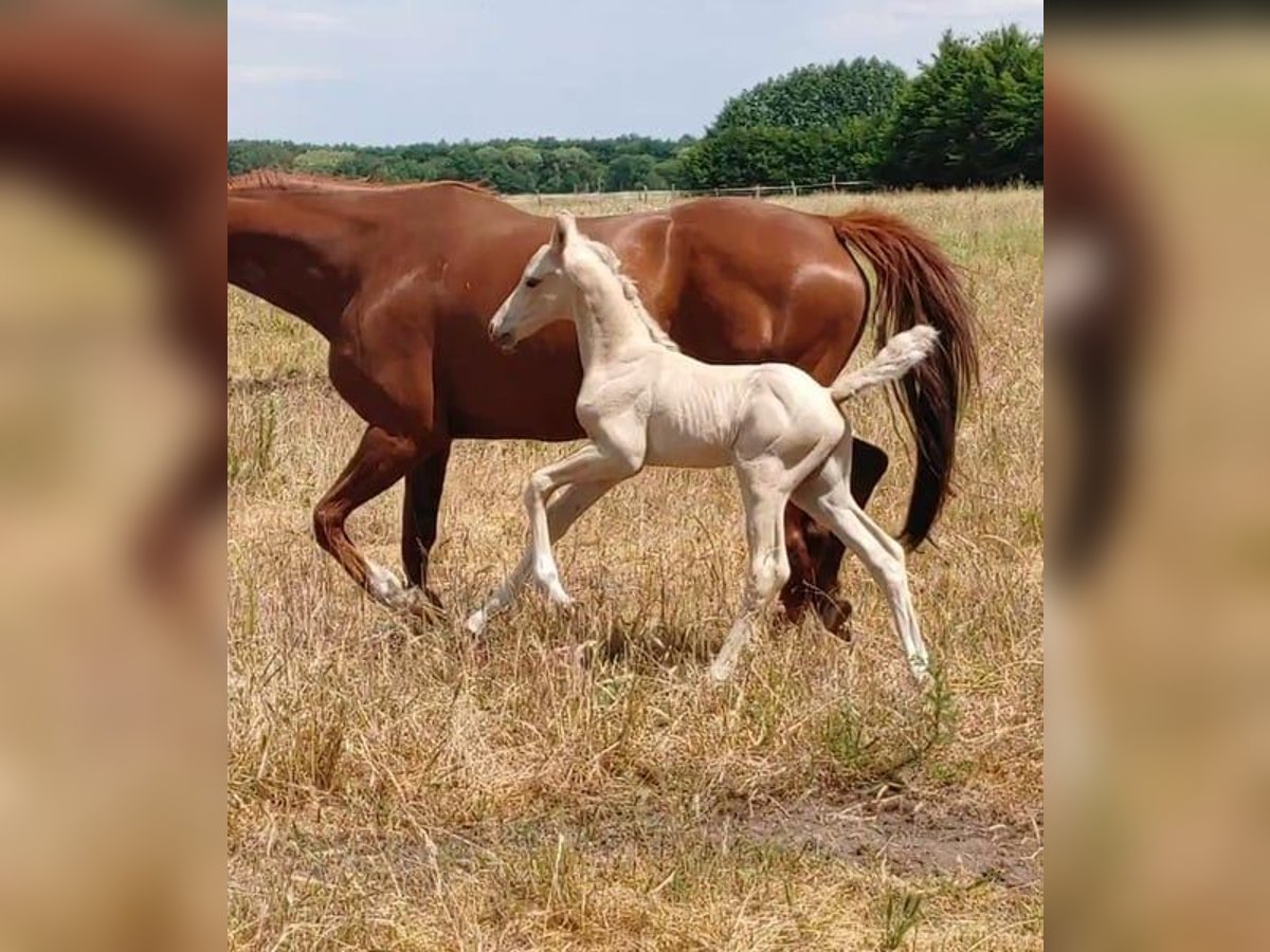 German Riding Horse Stallion 1 year 15,3 hh Palomino in Buchhain