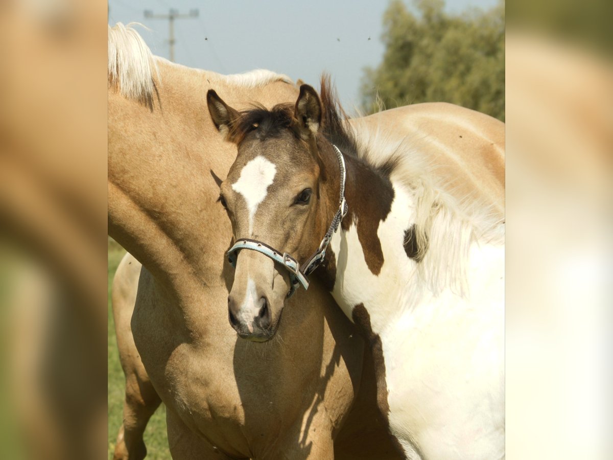 German Riding Horse Stallion 1 year 16 hh Pinto in Sugenheim