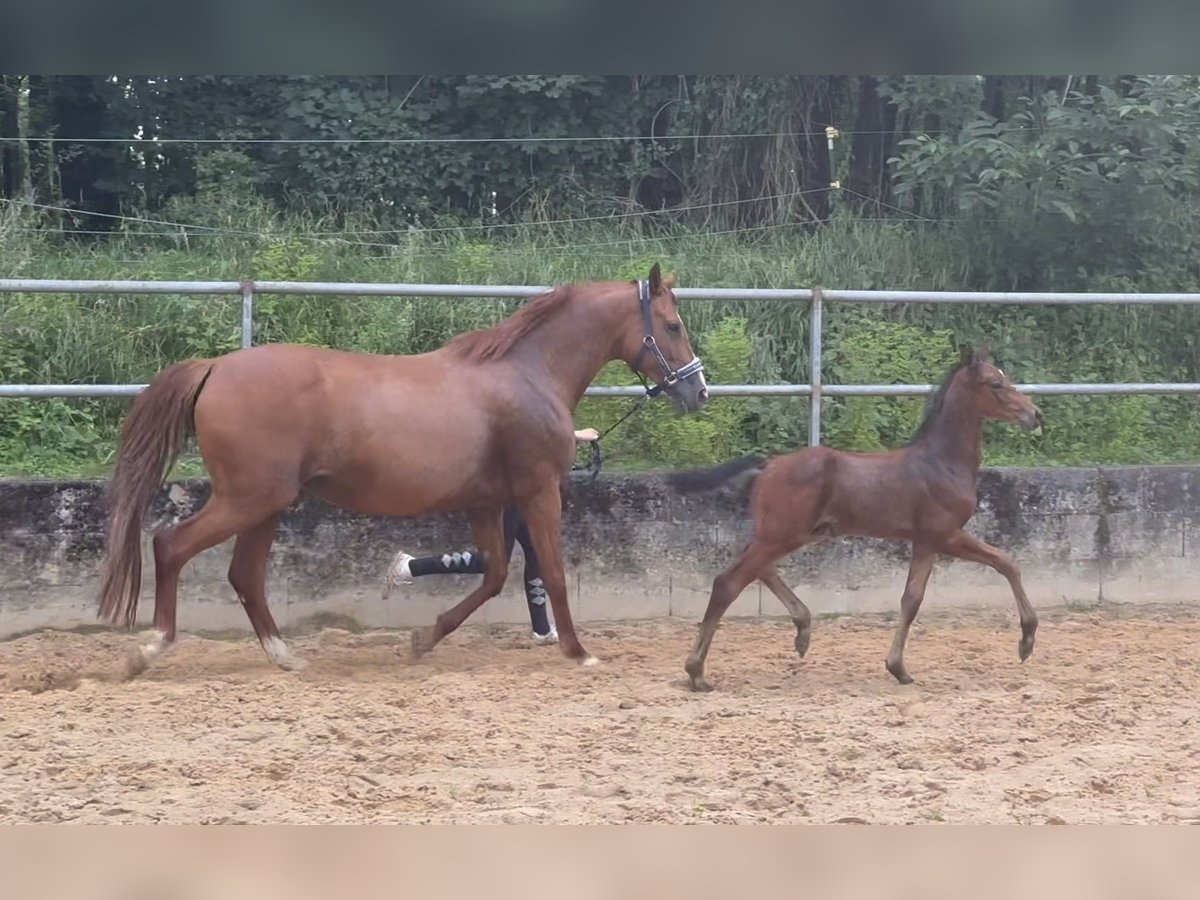 German Riding Horse Stallion 1 year 17 hh Brown in Wehringen