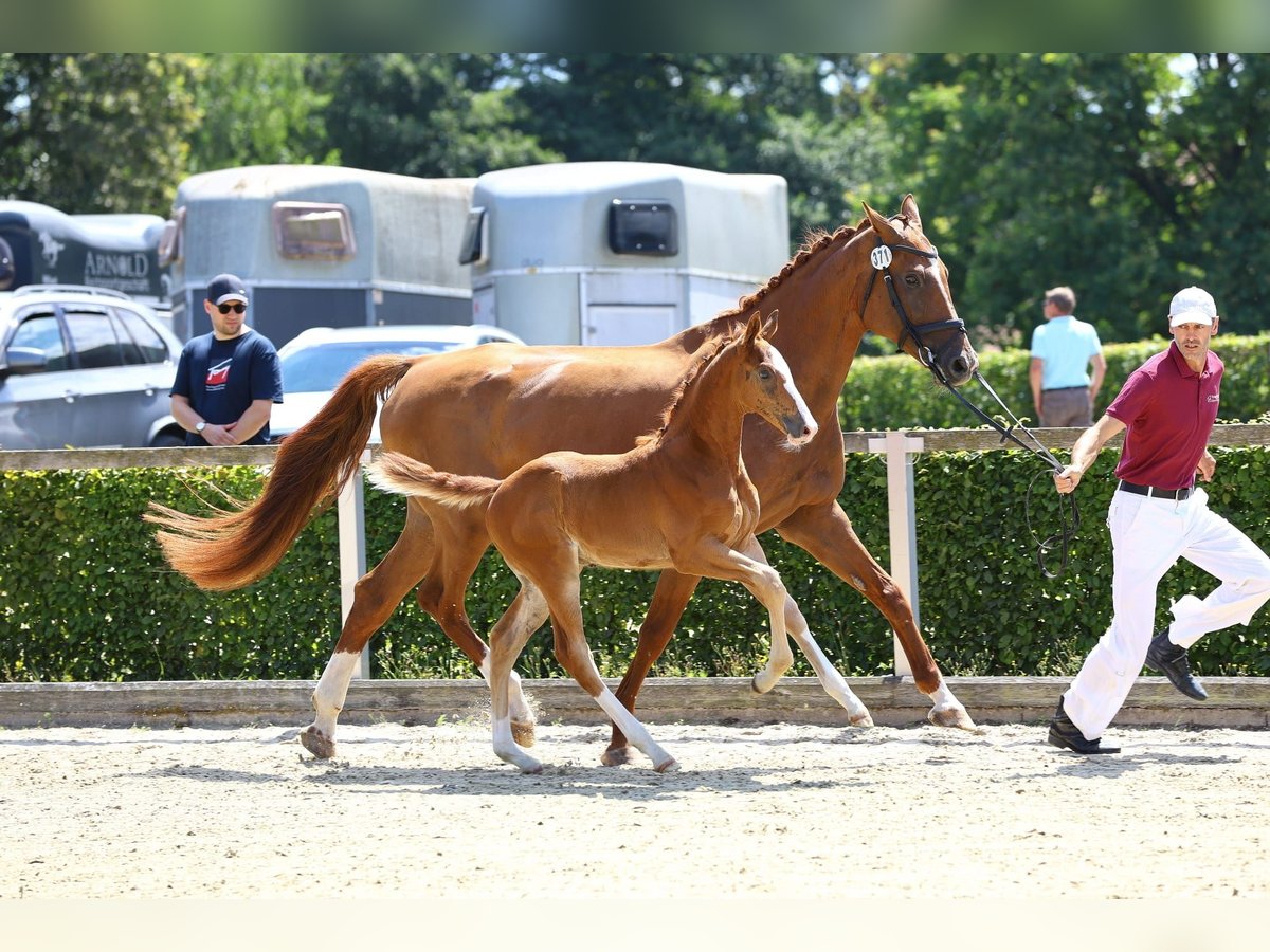 German Riding Horse Stallion 1 year 17 hh Chestnut-Red in Eibau