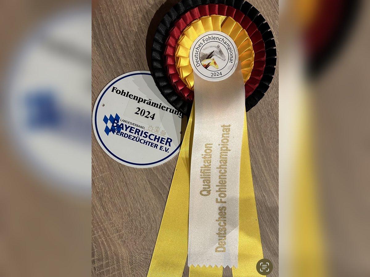 German Riding Horse Stallion 1 year Chestnut in Weil
