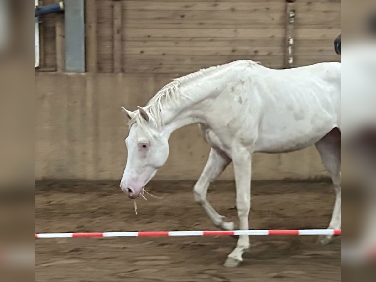 German Riding Horse Stallion 2 years 15,1 hh Cremello in Heistenbach