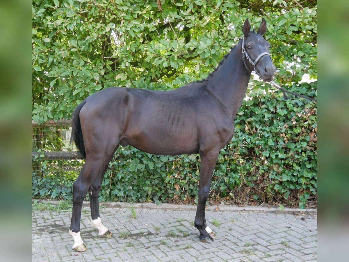 German Riding Horse Stallion 2 years 15,1 hh in Dorsten