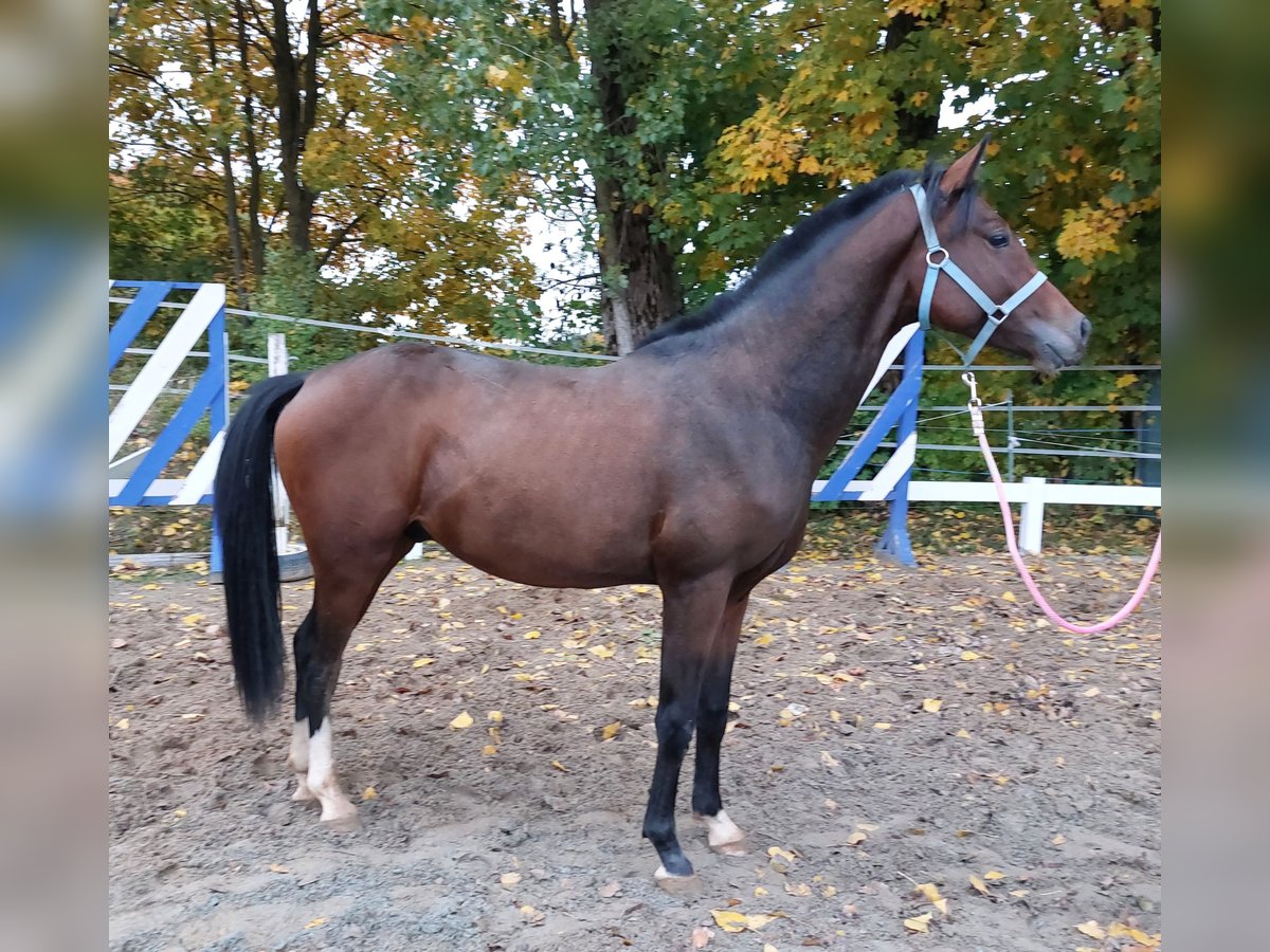 German Riding Horse Stallion 2 years 16 hh Bay-Dark in Naila German Riding Horse Stallion 2 years 16 hh Bay-Dark in Naila