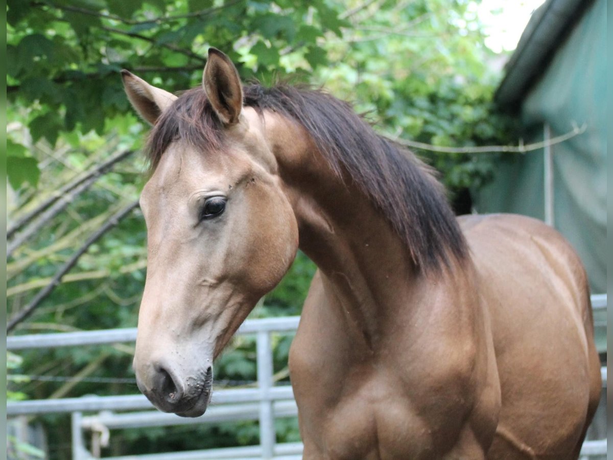 German Riding Horse Stallion 2 years 16 hh Buckskin in Heistenbach