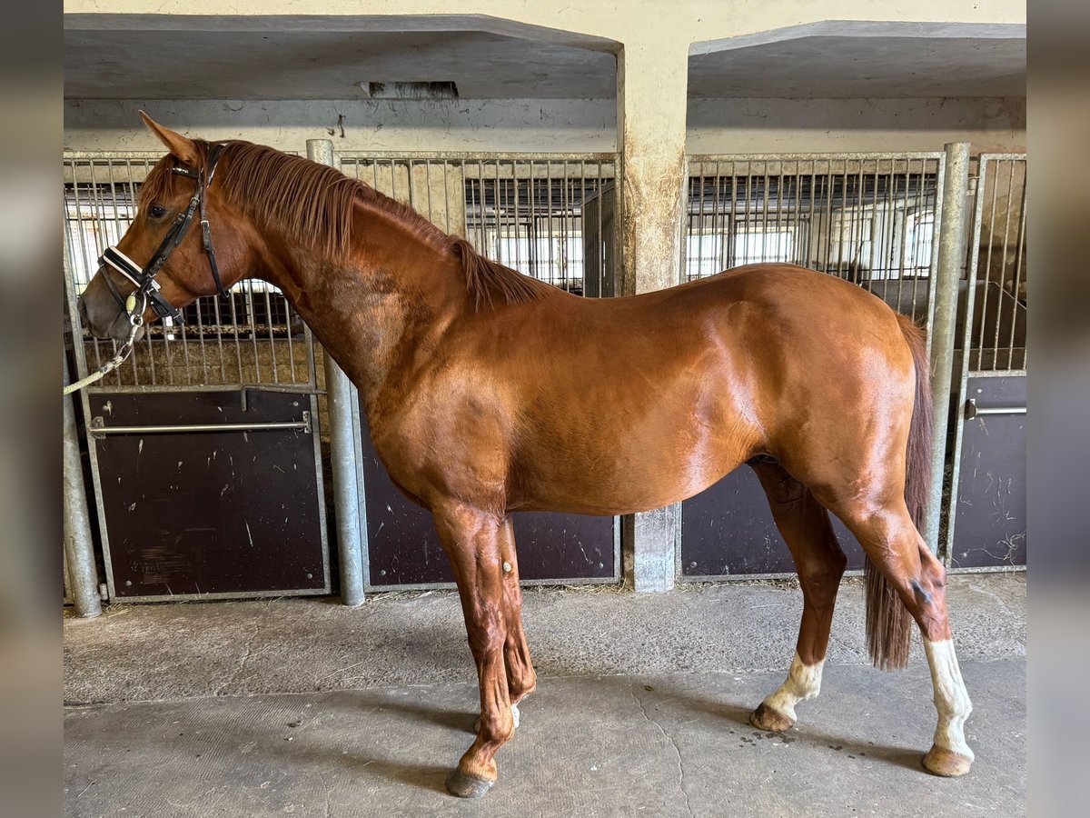 German Riding Horse Stallion 2 years 16 hh Chestnut-Red in Rhede