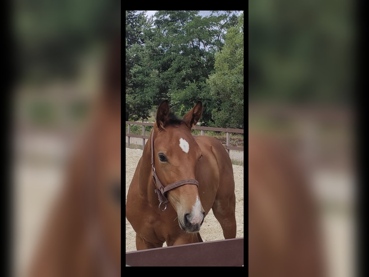 German Riding Horse Stallion 2 years 17 hh Brown in Graditz