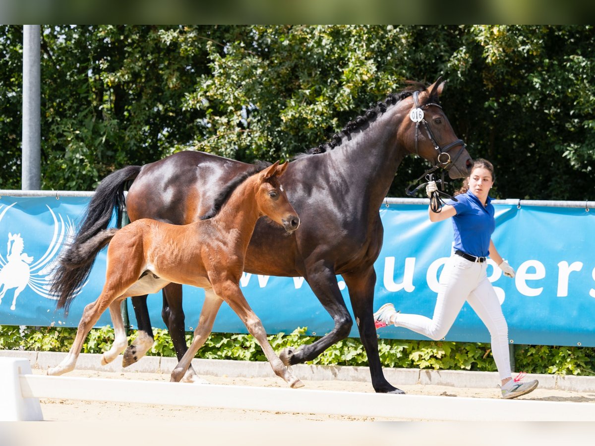 German Riding Horse Stallion 2 years Bay-Dark in Leverkusen