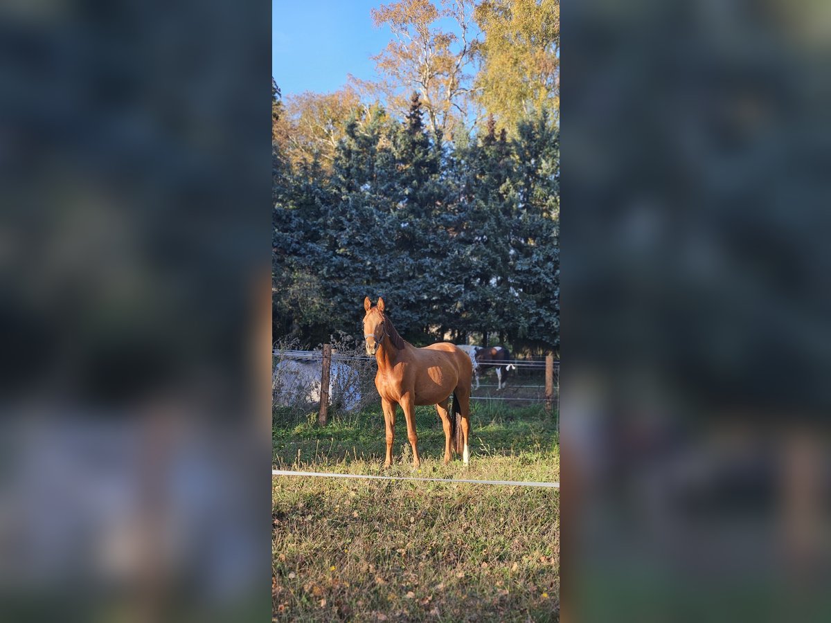 German Riding Horse Stallion 3 years 14,3 hh Chestnut-Red in Schwanefeld