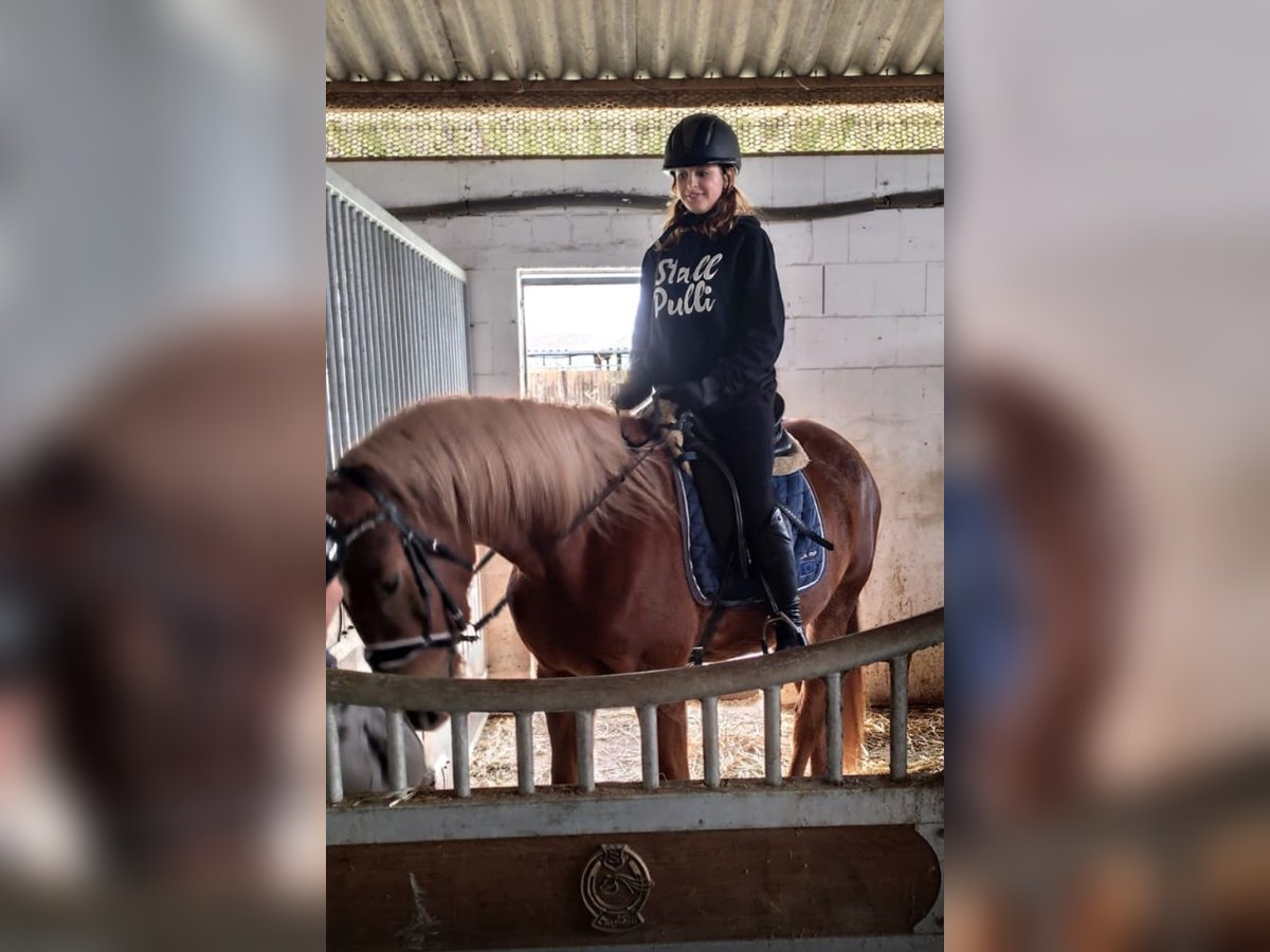 German Riding Horse Stallion 4 years 15,1 hh Chestnut-Red in Xanten