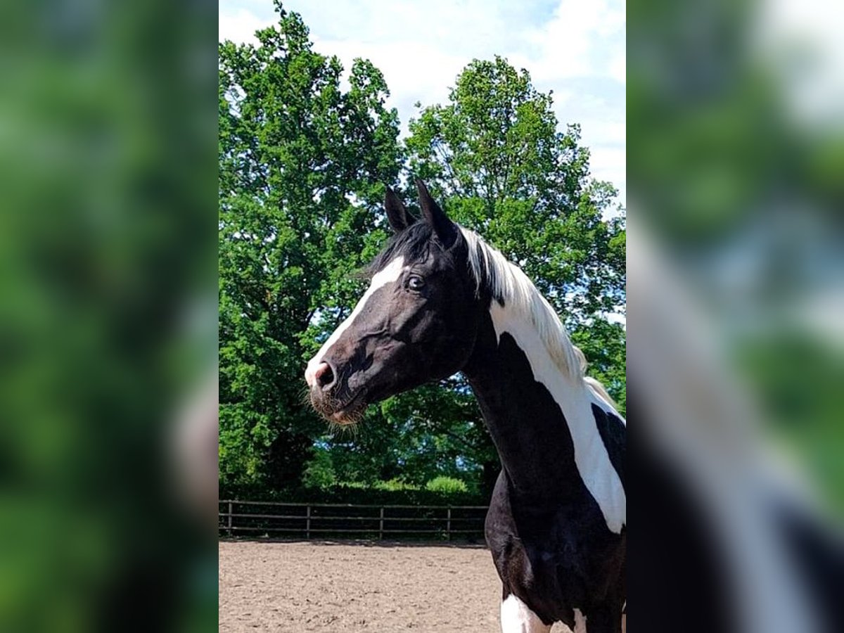 German Riding Horse Stallion 4 years 17 hh Pinto in Etgersleben