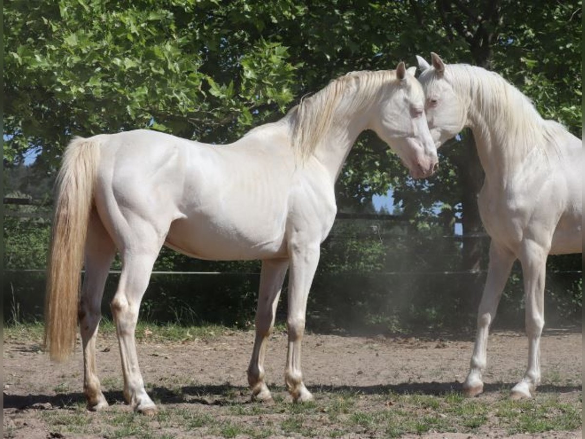 German Riding Horse Stallion 9 years 15,2 hh Perlino in Beaumont pied-de-boeuf